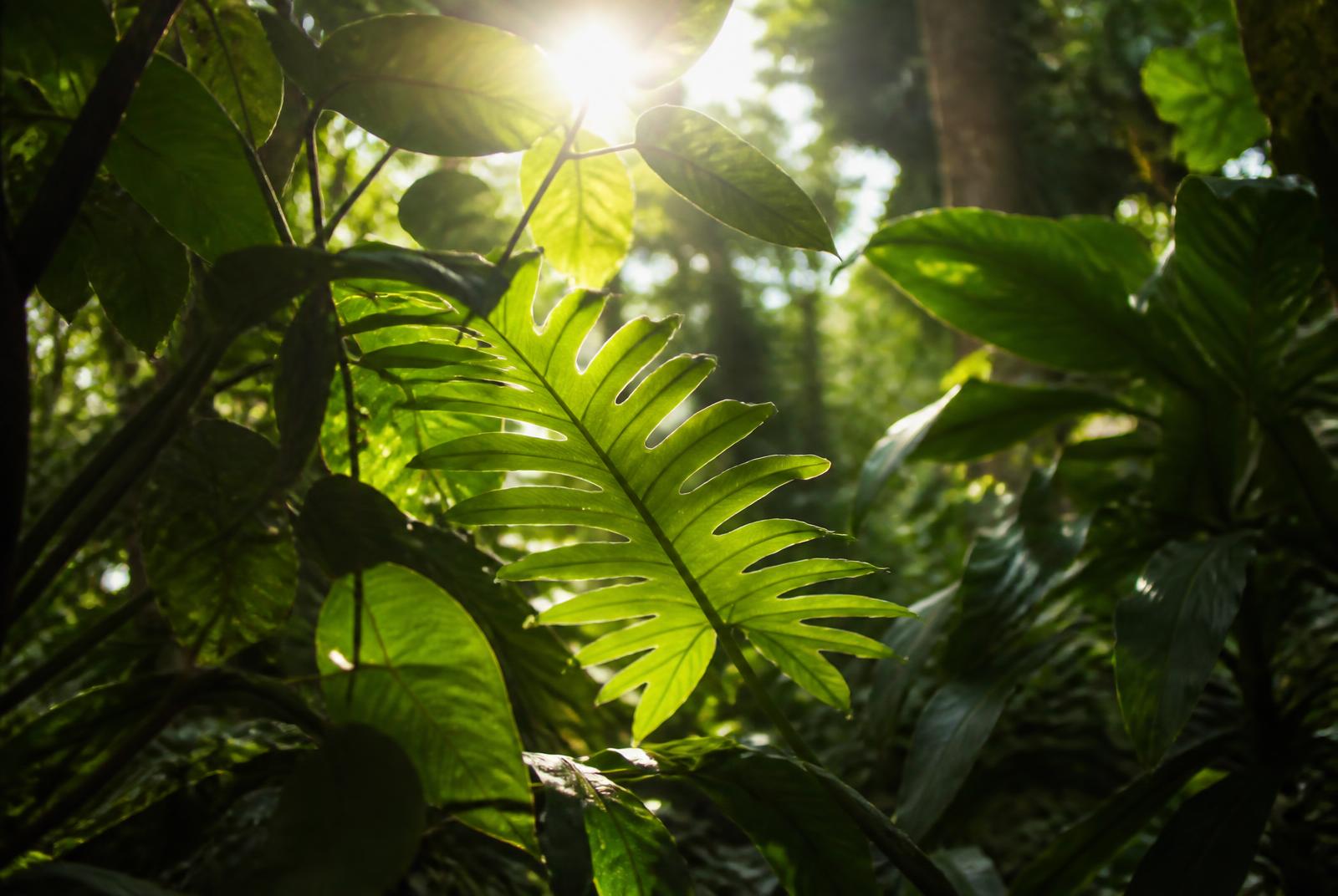 Sunlight filtering through a dense green canopy